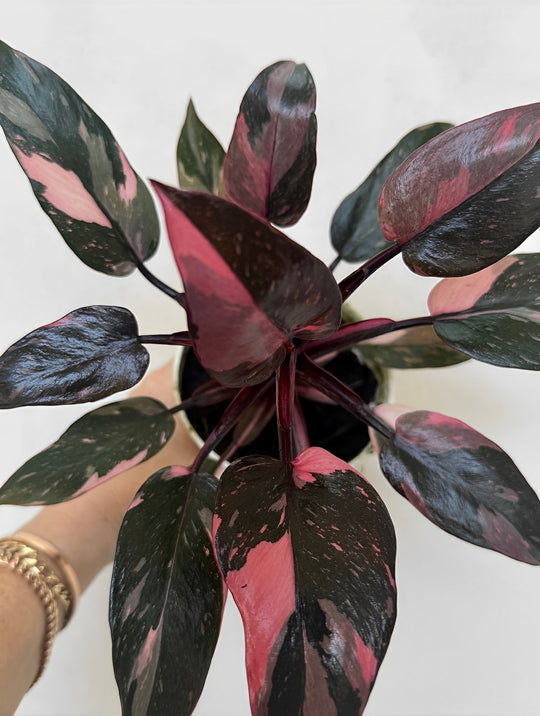 Philodendron Black Cherry close up