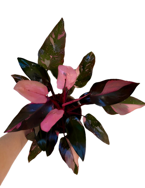 black cherry philodendron Philodendron Black Cherry Pink Princess