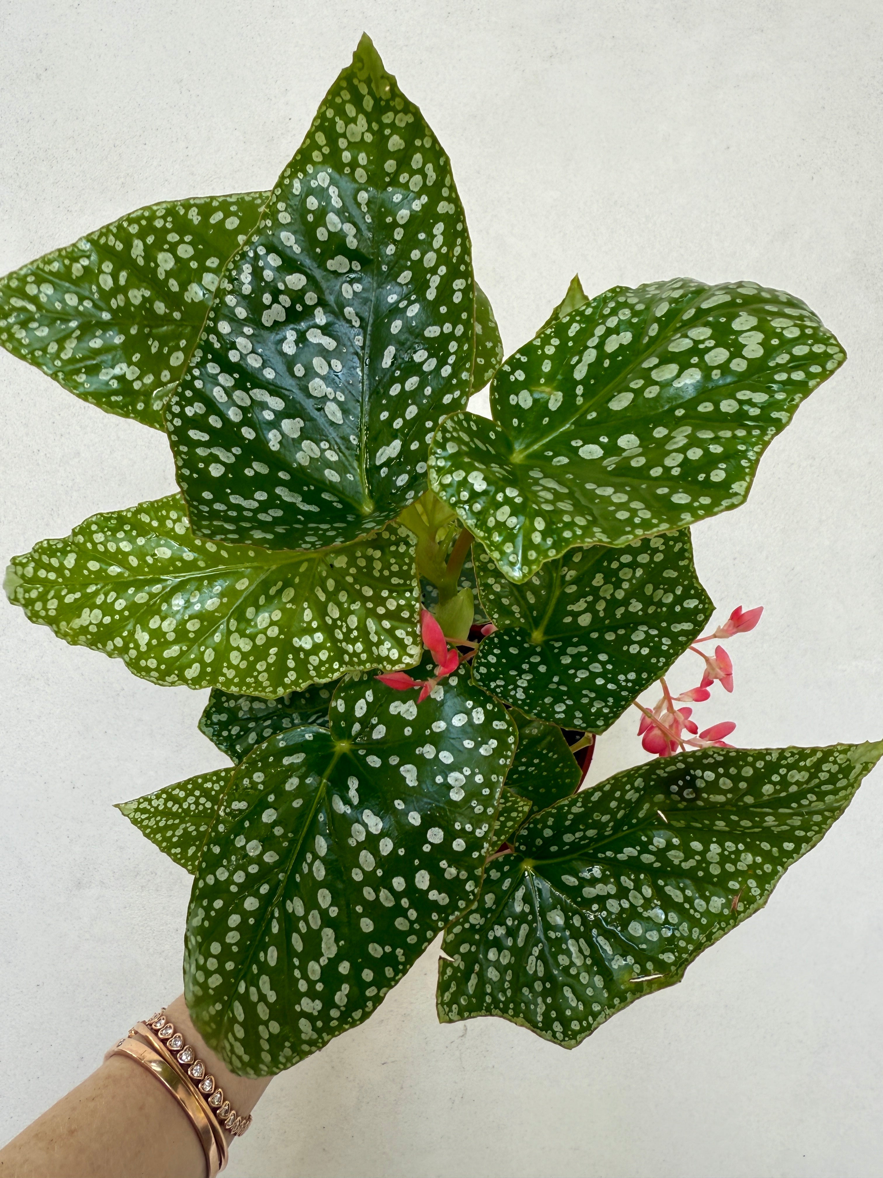 Begonia ‘Ice Cap’ for sale at Plant Vault