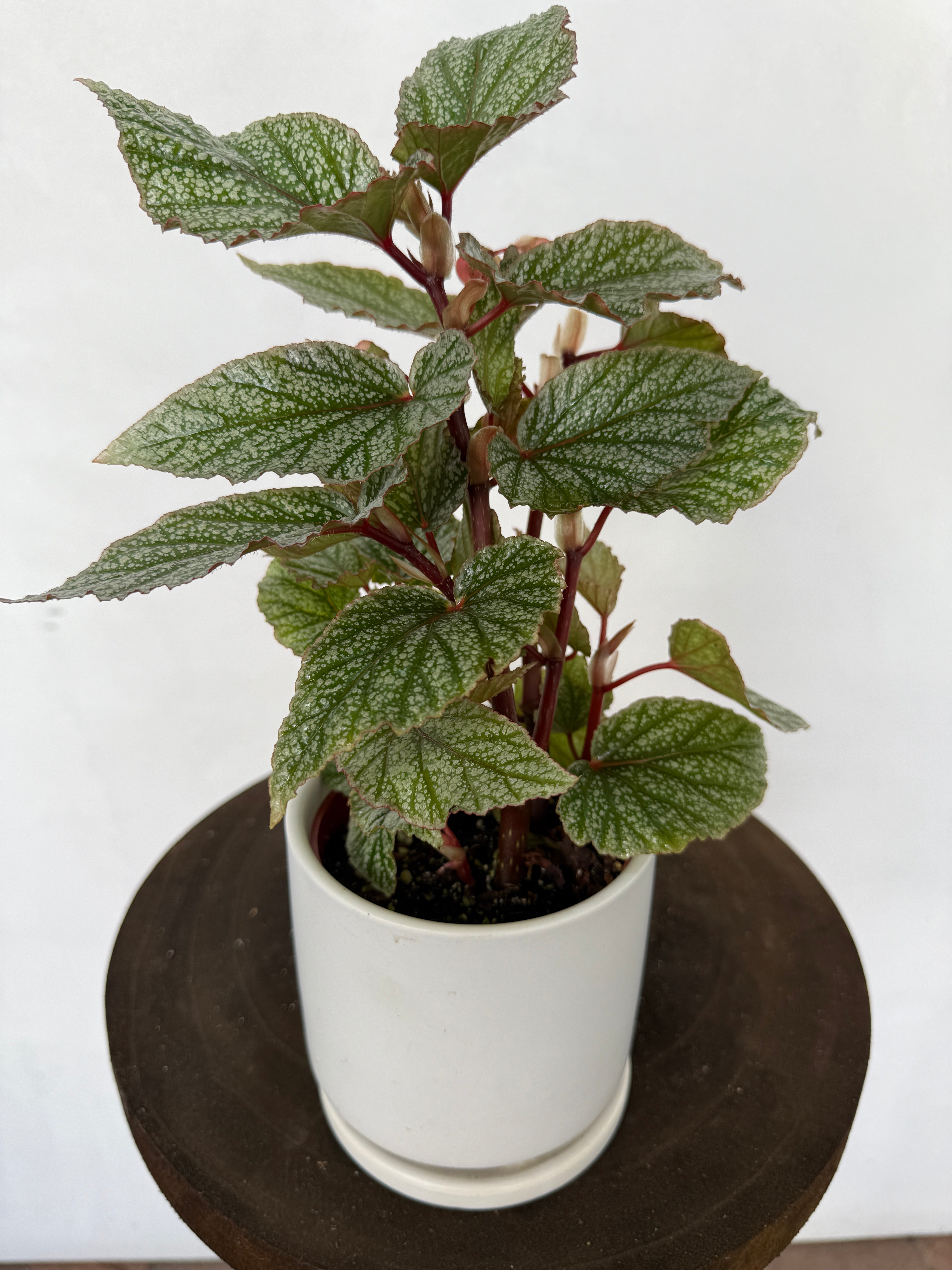 Begonia White Ice for sale at Plant Vault