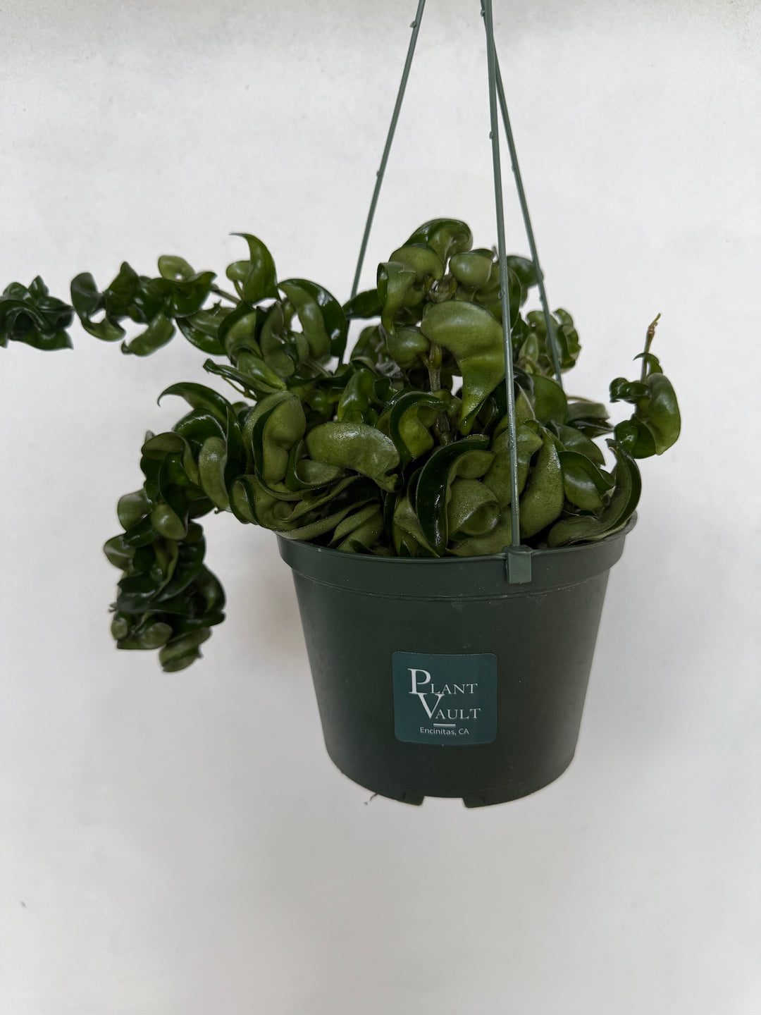 hindu rope plant seeds Hoya Hindu Rope "Carnosa Compacta" – Plant Vault