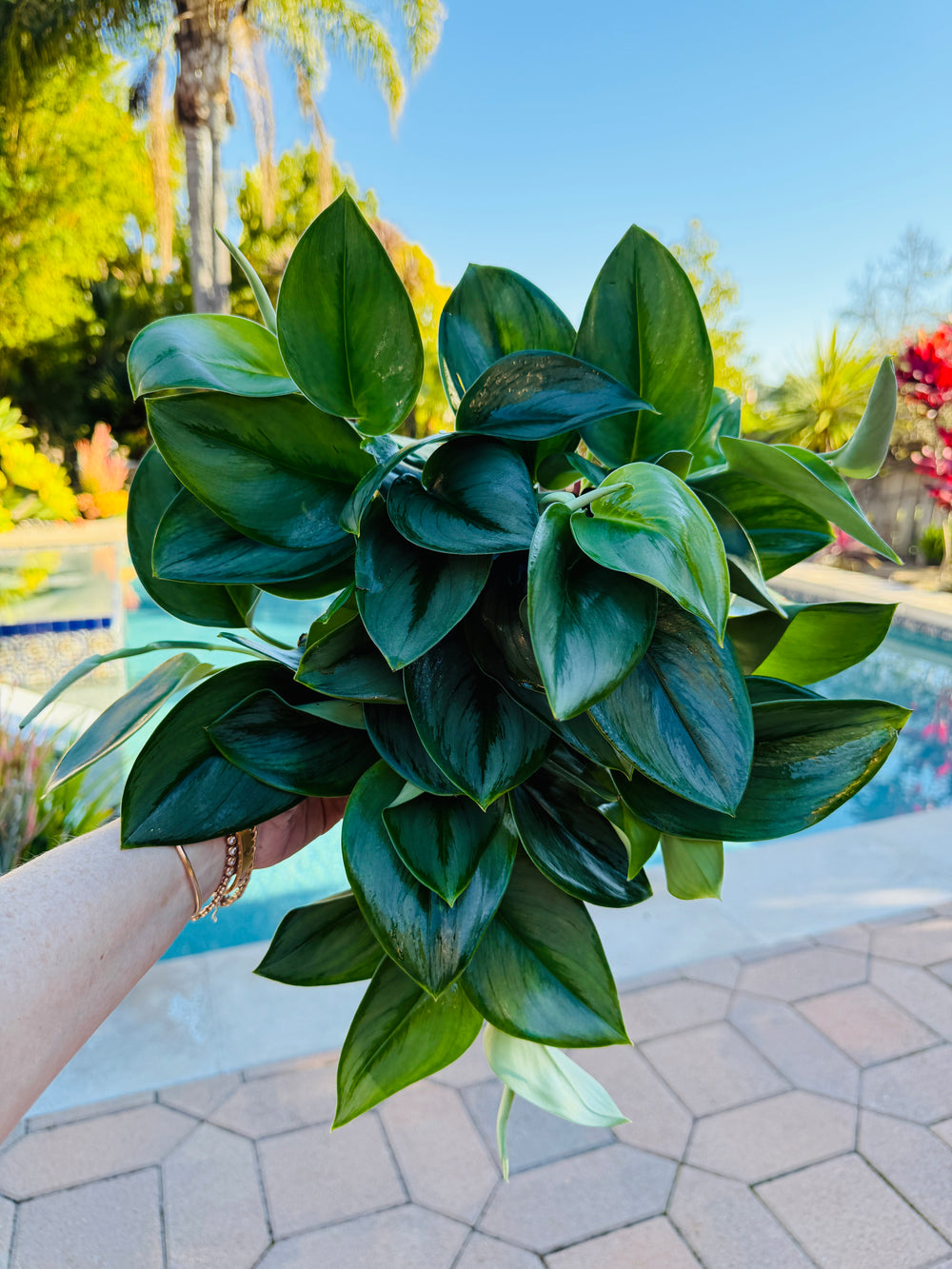 Scindapsis Trebuii Moonlight