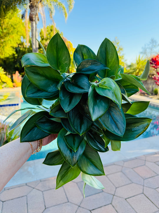 Scindapsis Trebuii Moonlight