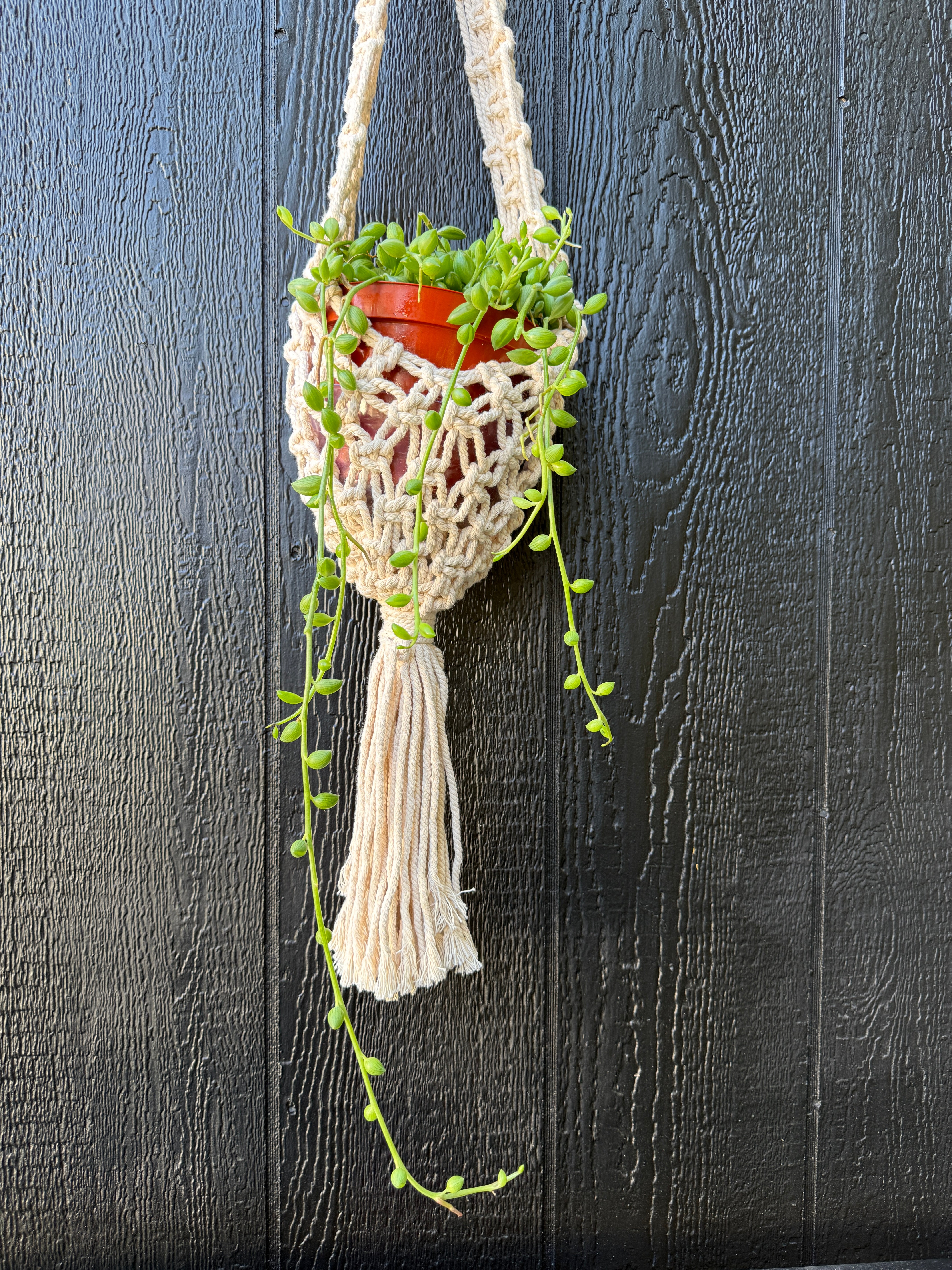 String of Watermelons for sale at Plant Vault