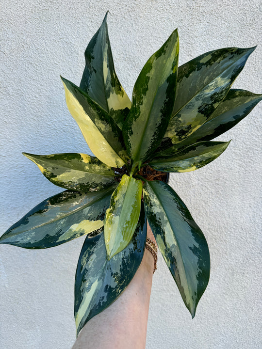 Aglaonema  Suwannaphummi for sale at Plant Vault - Rare