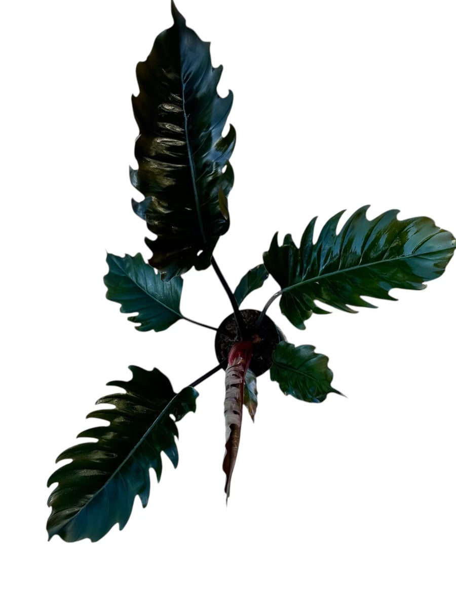 Rare Philodendron Pluto “Choco Empress” 