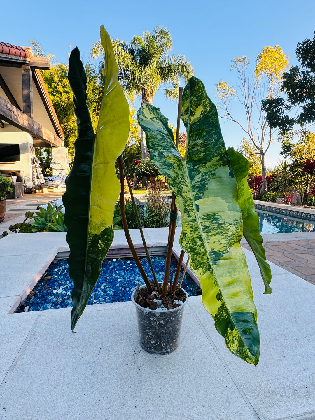 Variegated Billietaie