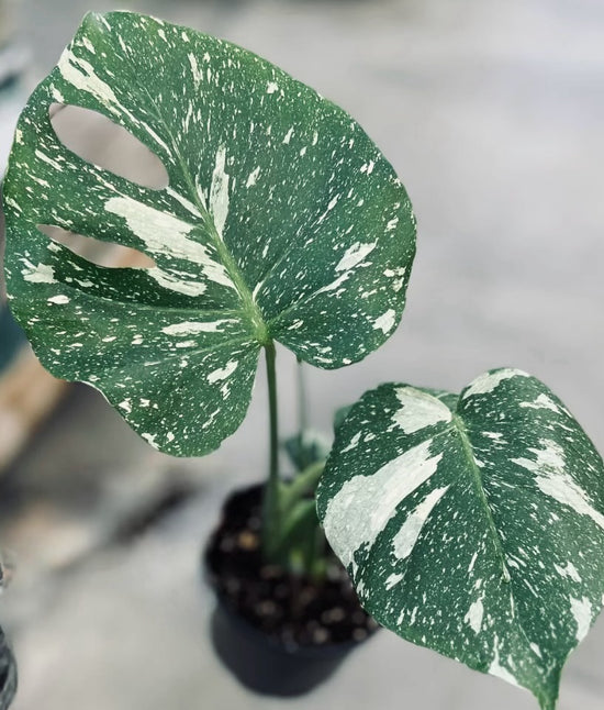 Highly Variegated Thai Constellation Monstera for sale - Plant Vault - Carlsbad, California
