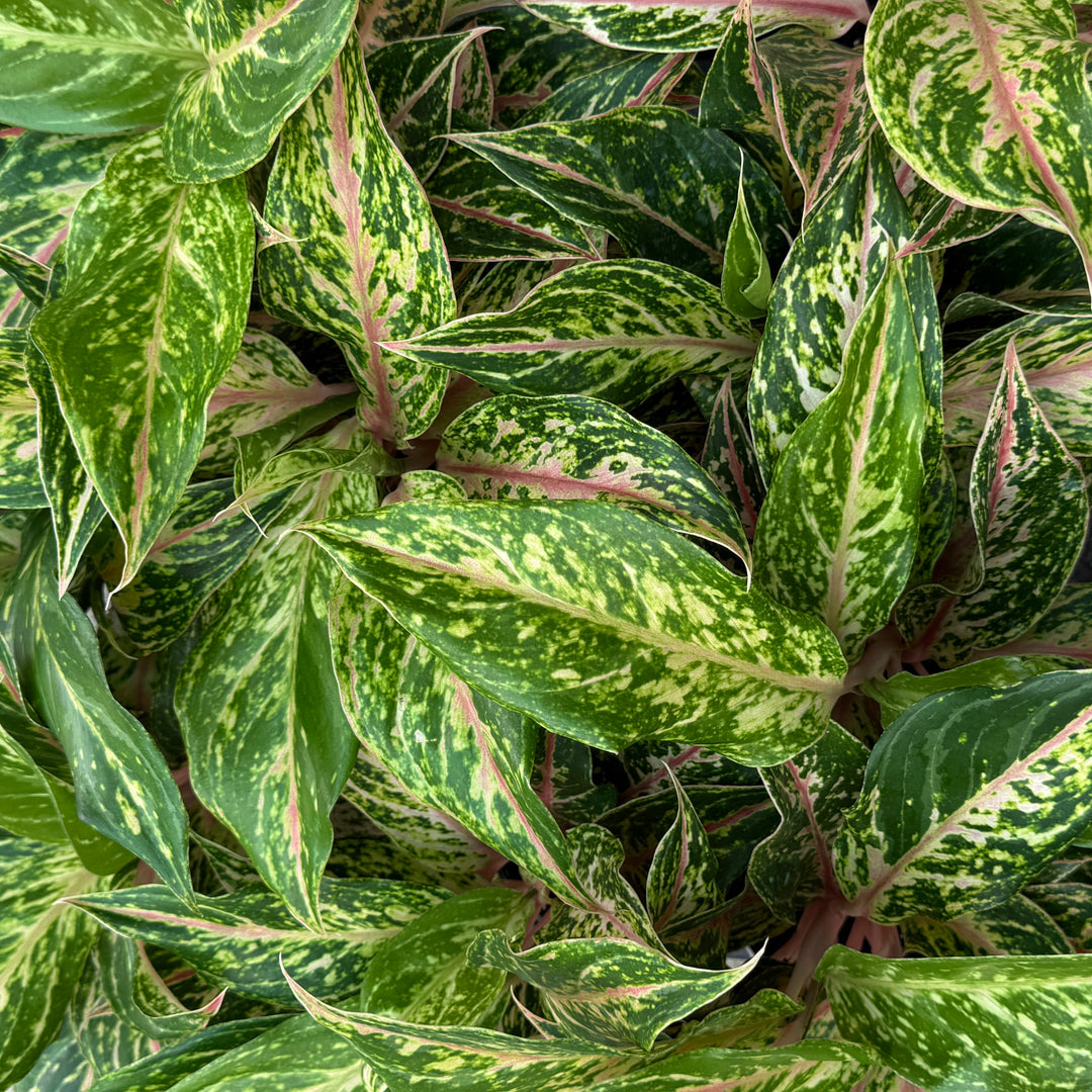 Aglaonema Dazzling Gem for sale 