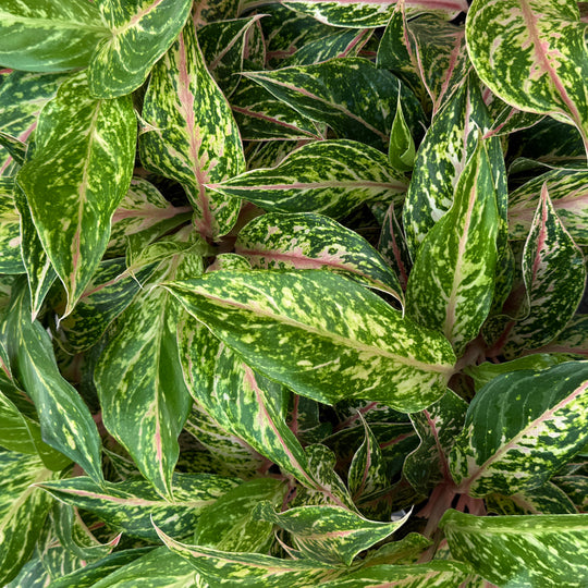Aglaonema Dazzling Gem for sale 