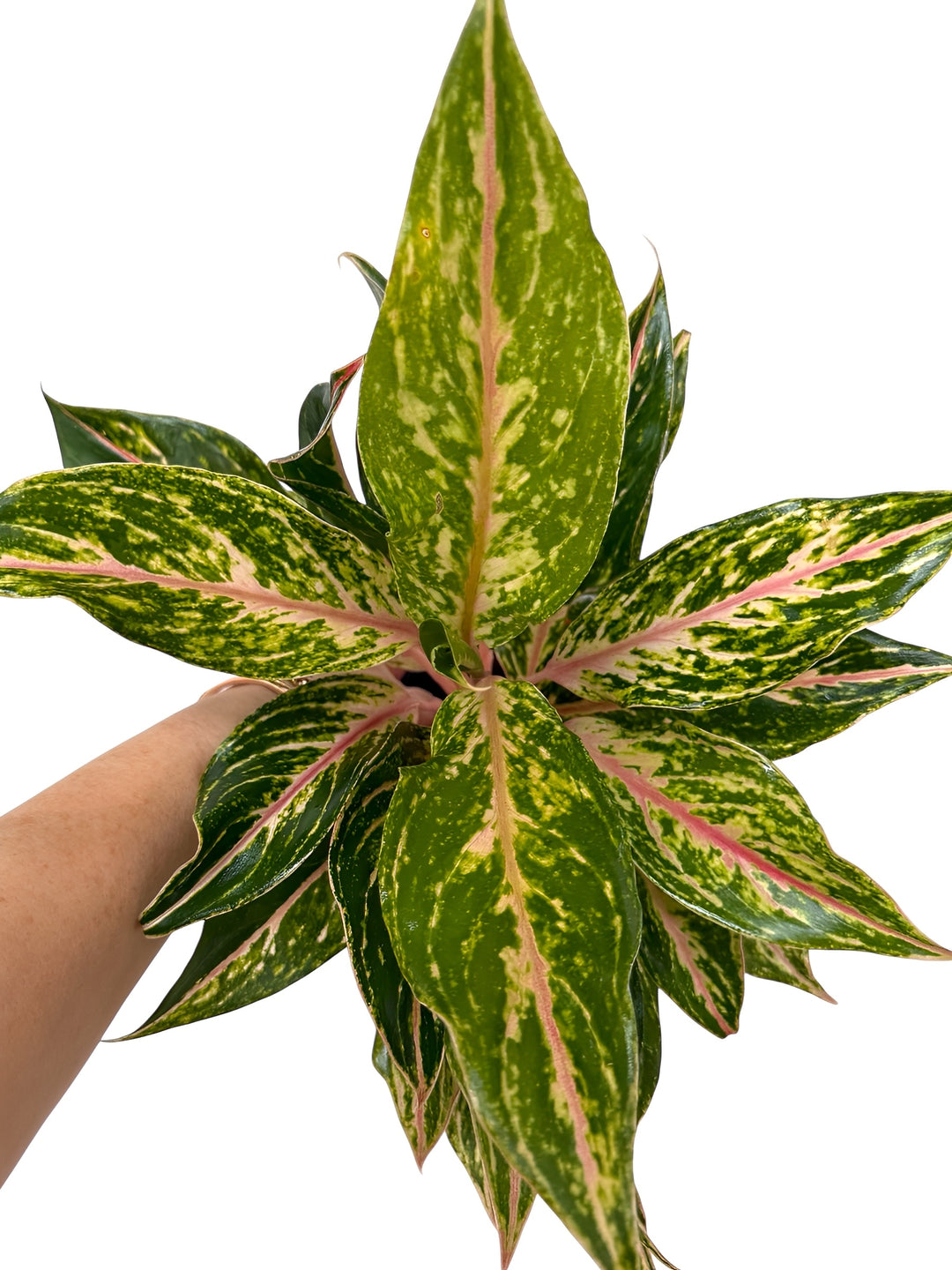 Aglaonema Dazzling Gem at Plant Vault Rare Plants
