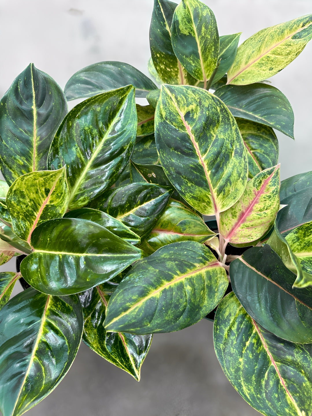 Aglaonema Golden Bay from Plant Vault