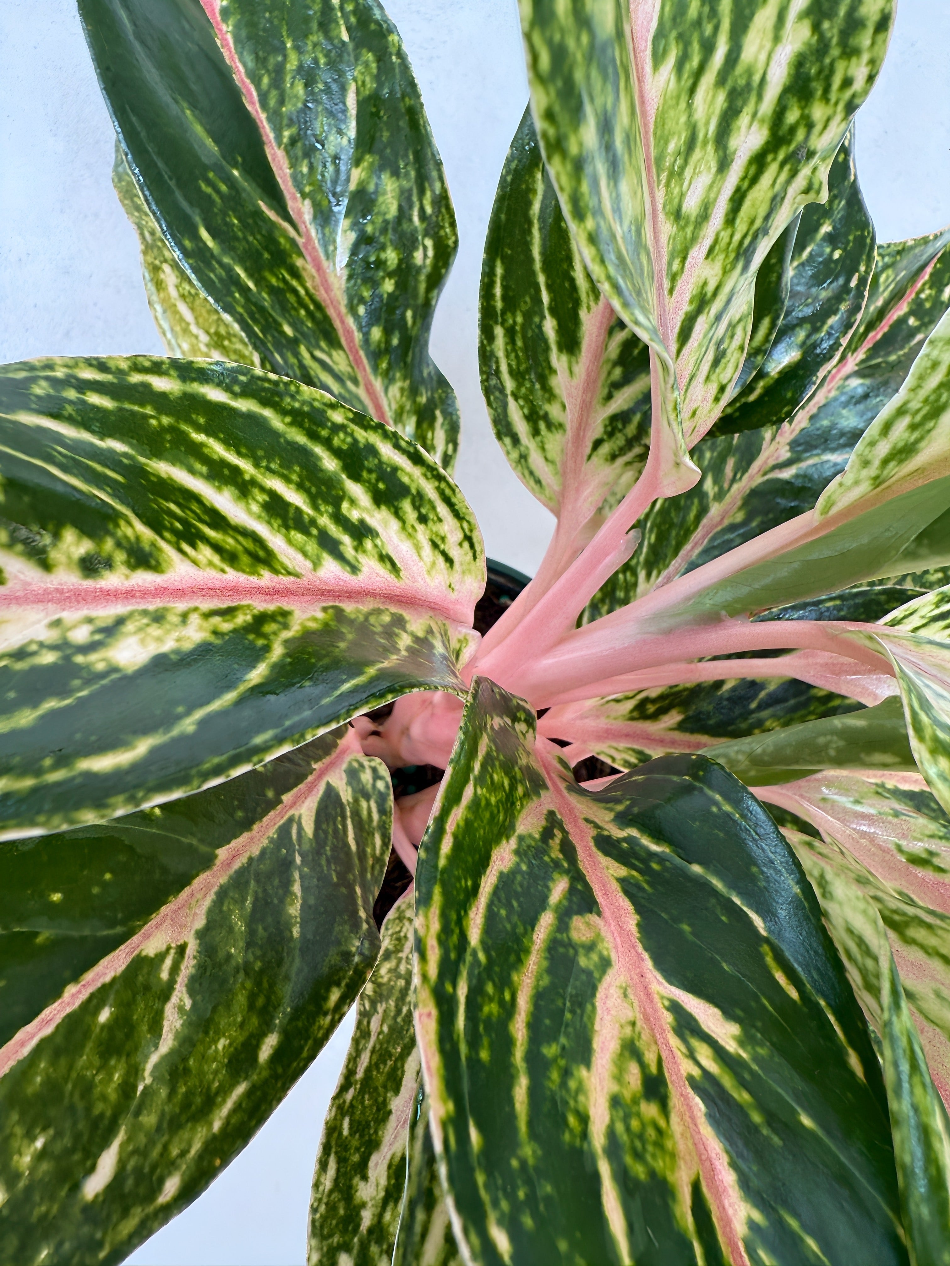 Aglaonema Dazzling Gem