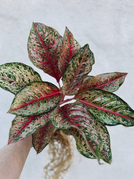 aglaonema portland Aglaonema 10 Karat – Plant Vault