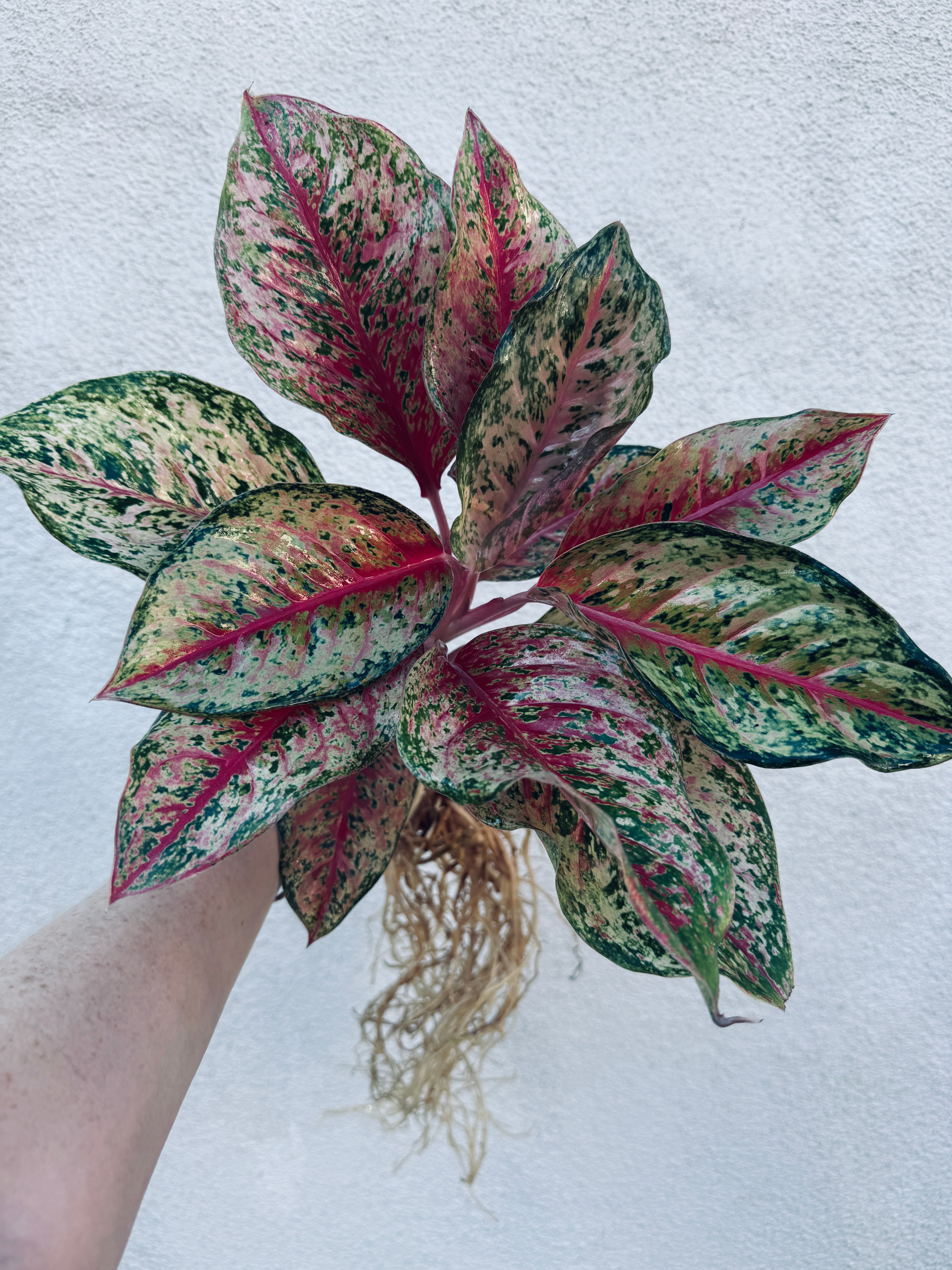 Plant Vault Aglaonema - Thumbnail 3