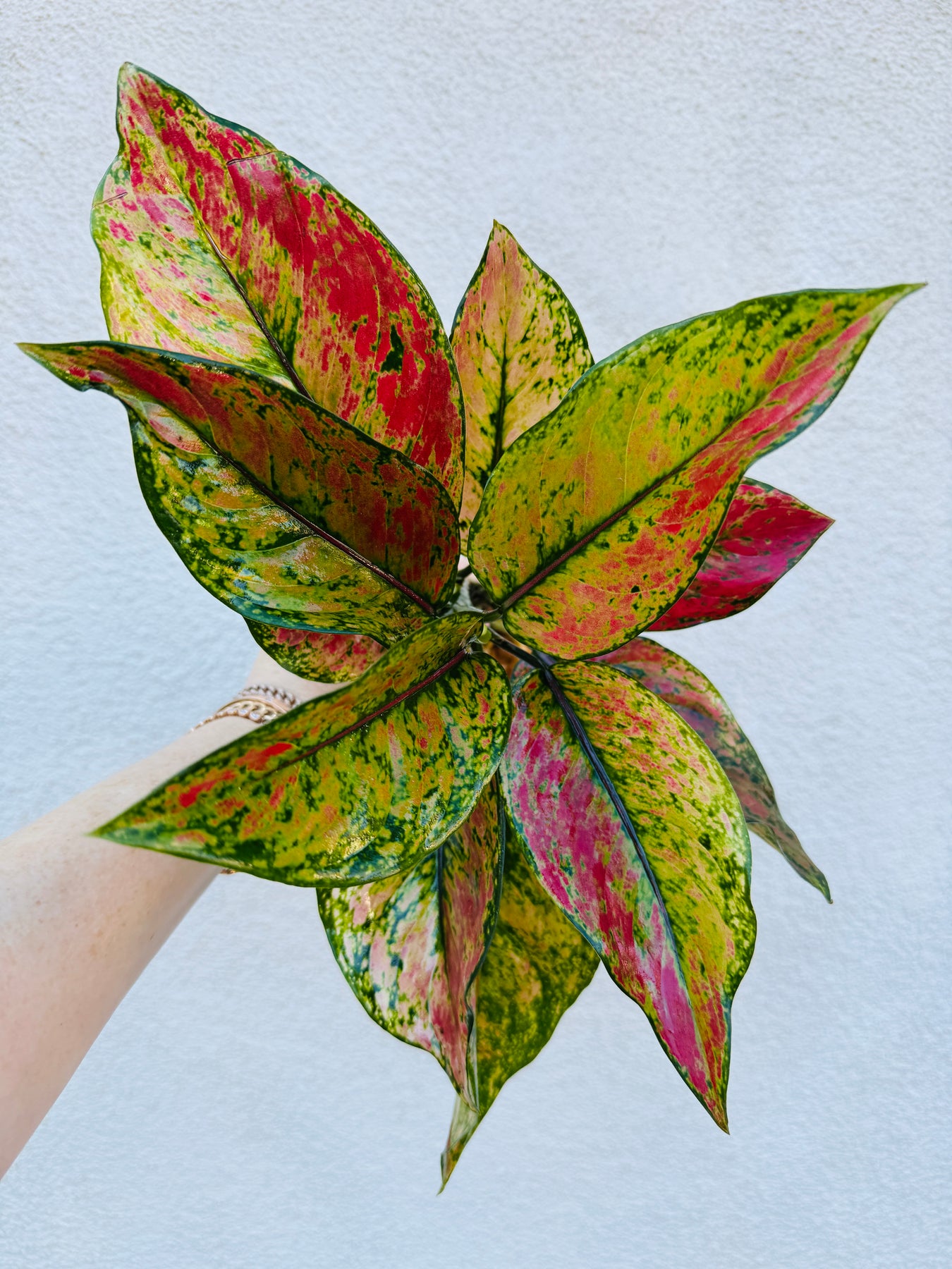 aglaonema haizel Aglaonema Heng Heng – Plant Vault
