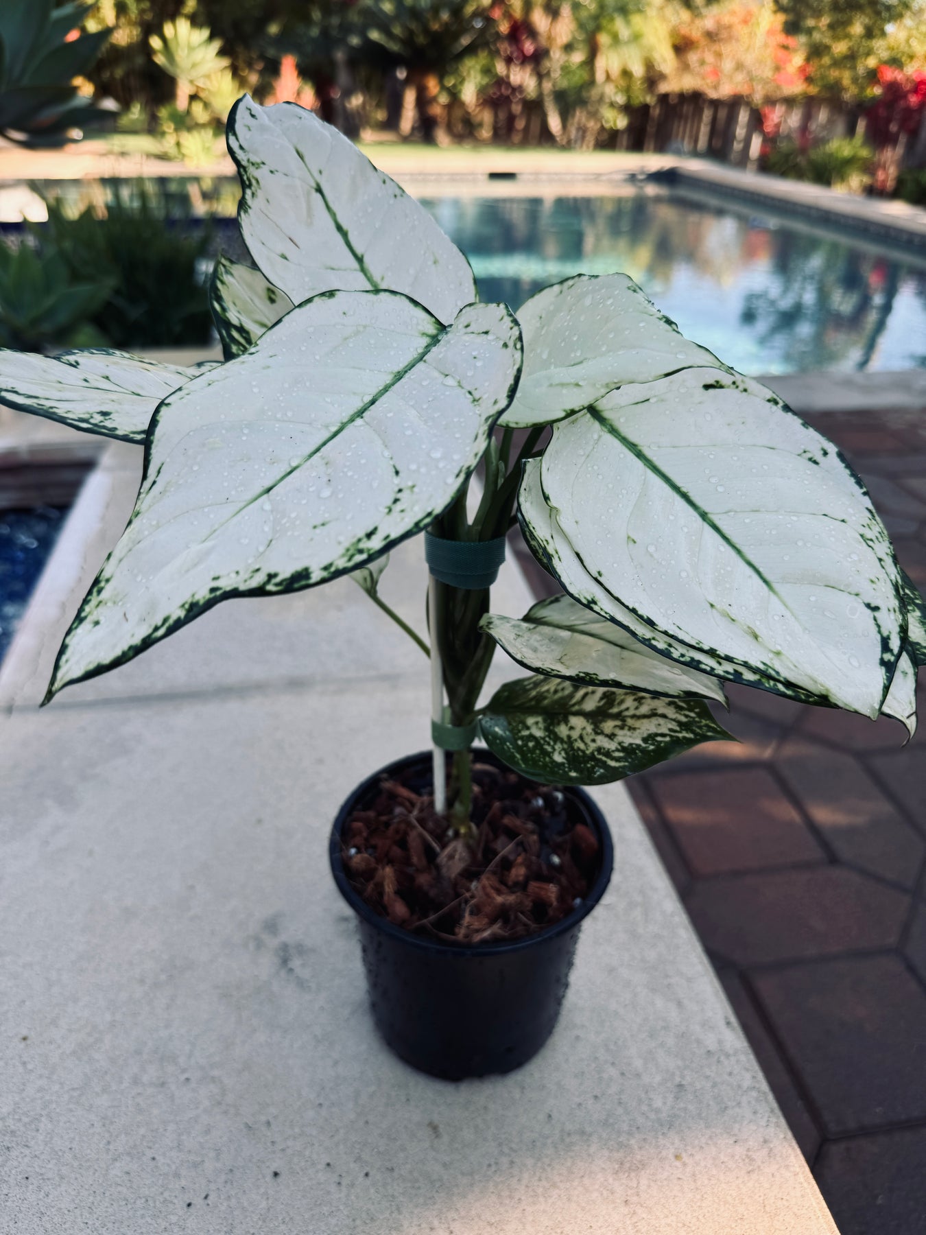 aglaonema unicorn Aglaonema Super White