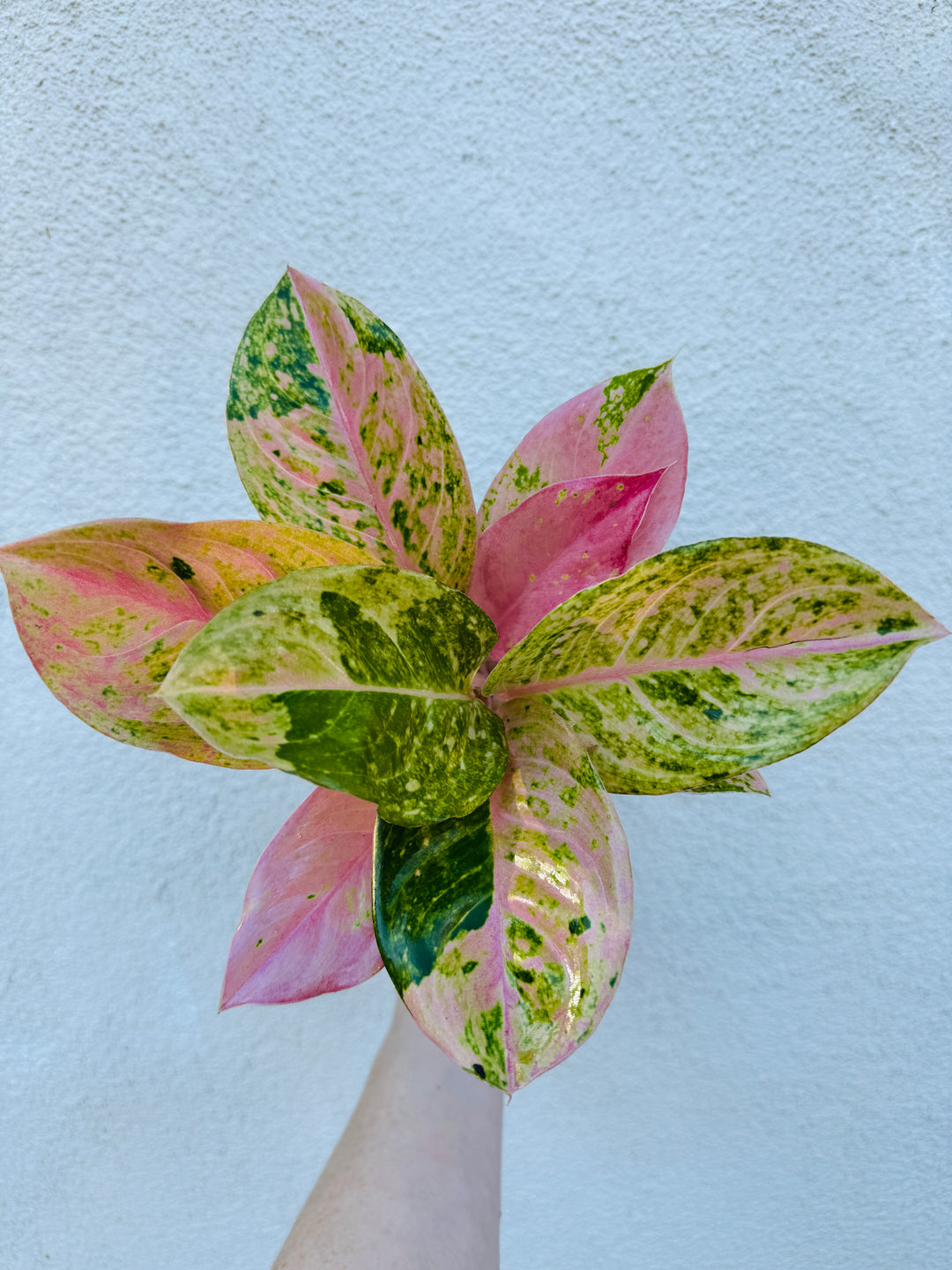 aglaonema emerald pink Aglaonema Prakaiphet – Plant Vault