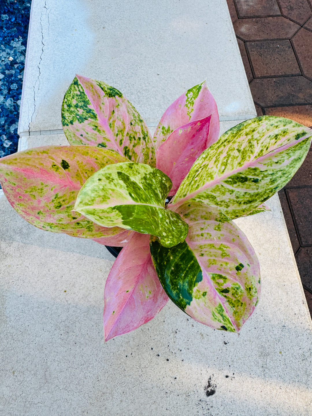 aglaonema patricia Aglaonema Prakaiphet – Plant Vault
