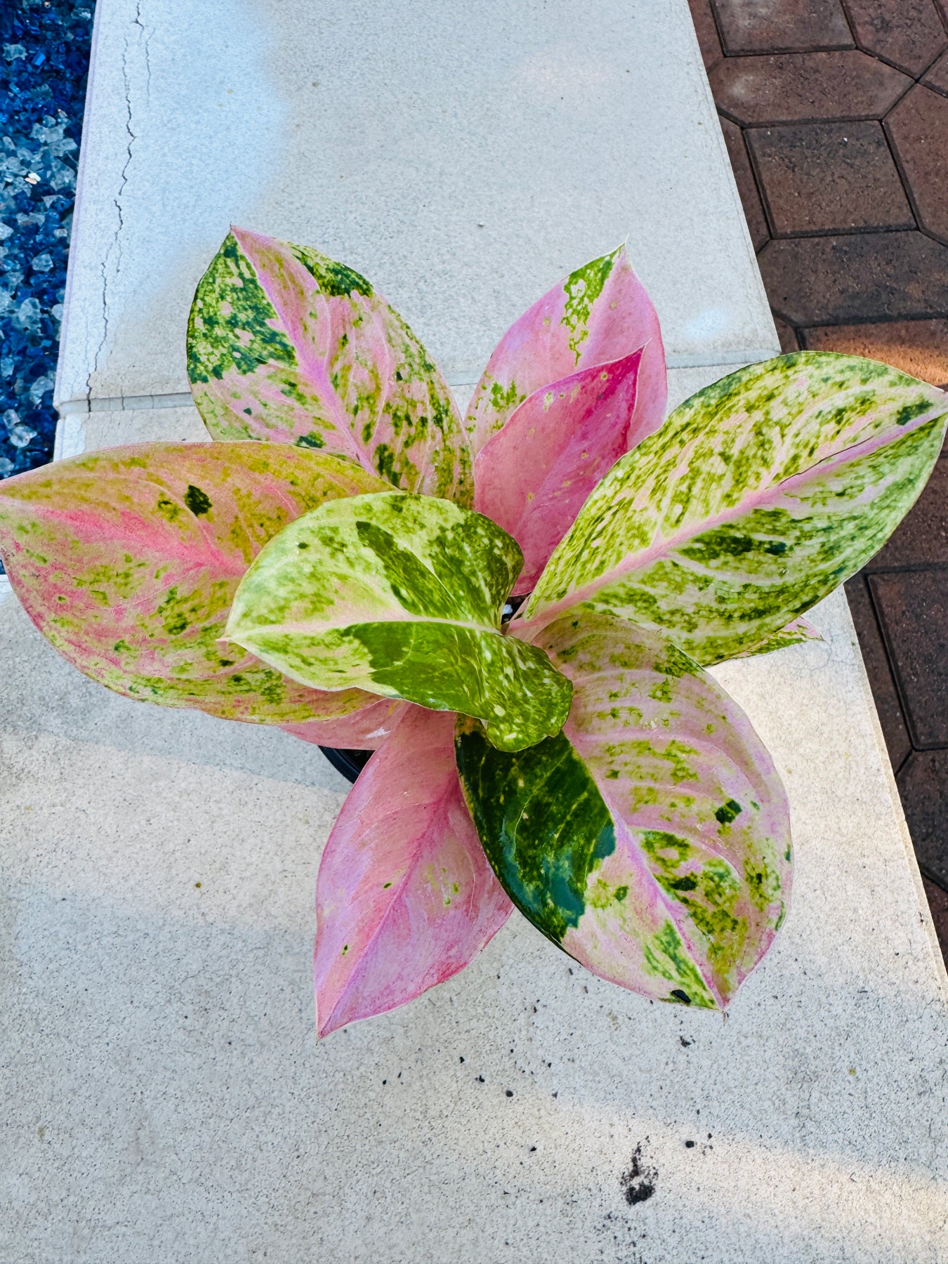 aglaonema pink emerald Aglaonema Prakaiphet – Plant Vault
