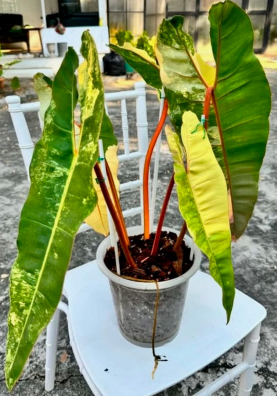 Philodendron Variegated Billietiae for sale