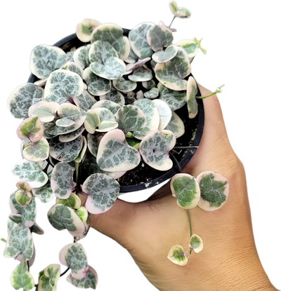 Variegated String of Hearts Valentine's Day Plant