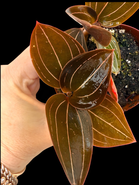 Black Jewel Orchid ‘Ludisia Discolor’ for sale at Plant Vault