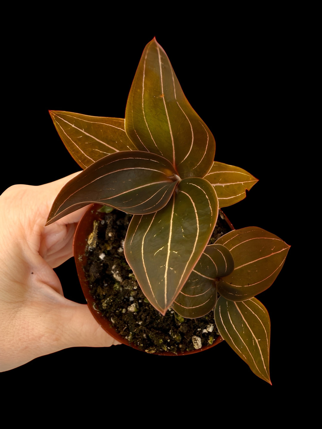 Black Jewel Orchid ‘Ludisia Discolor 