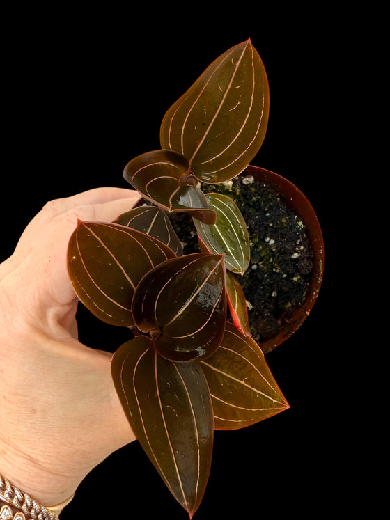 Black Jewel Orchid 'Ludisia Discolor'