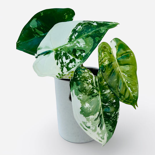 Alocasia Albo Frydek