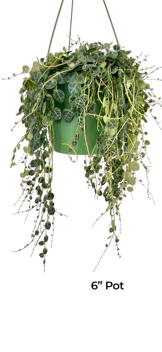 String of Turtles for sale at Plant Vault close