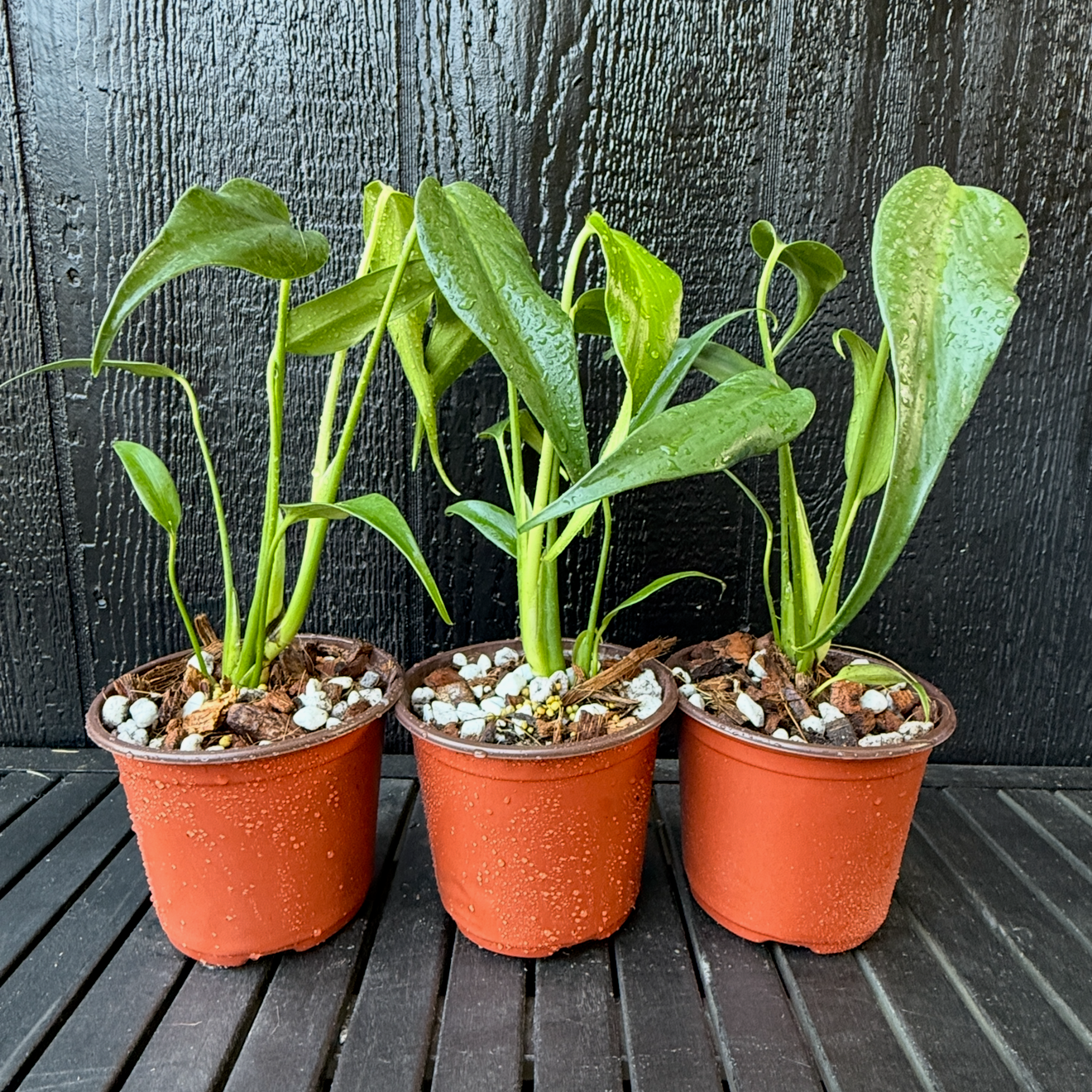 monstera burle marx flame plant Monstera Burle Marx Flame – Plant Vault