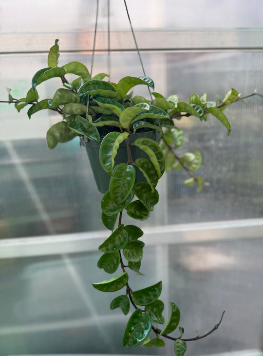 Hoya Krinkle for sale at Plant Vault close