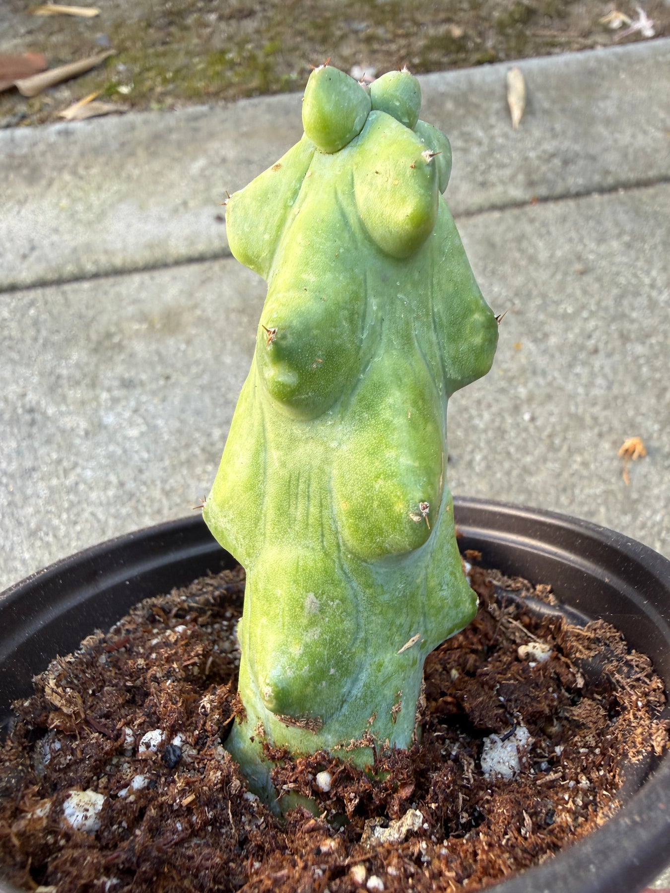 booby succulent Boobie Cactus – Plant Vault