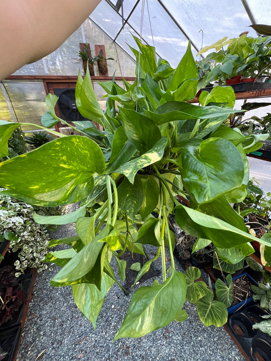 6 inch Hawaiian Pothos tropical houseplant for sale near me - Plant Vault