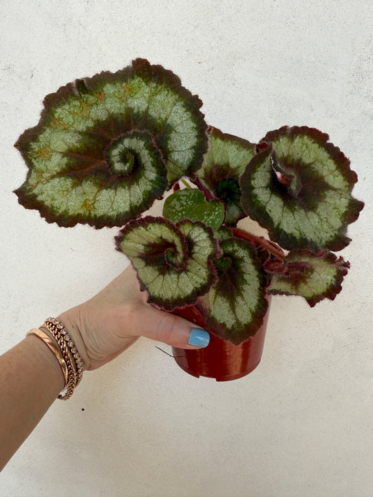 Begonia Escargot rare plant