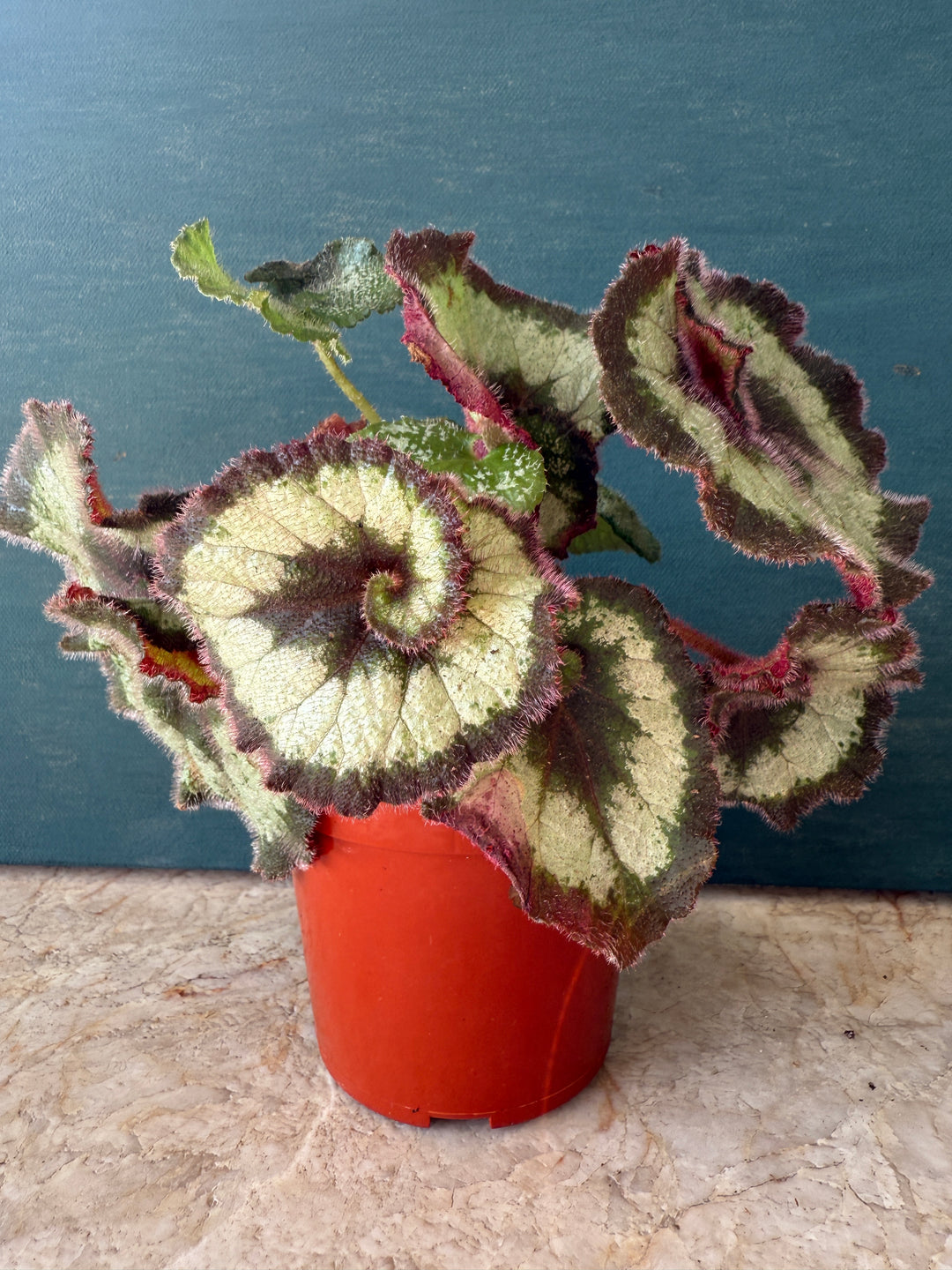 Full Begonia Escargot for sale