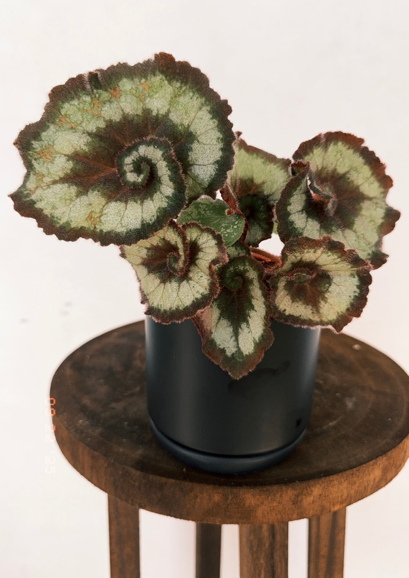 Begonia Escargot for sale at Plant Vault