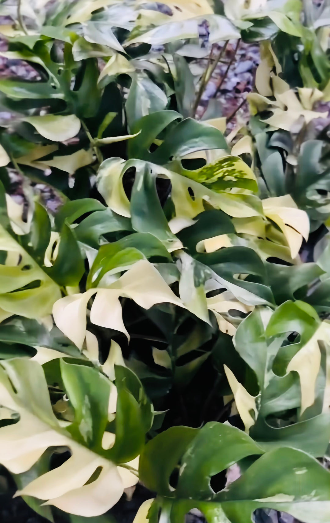 Rare Ginny Albo Variegated - Rhaphidophora for sale at Plant Vault close