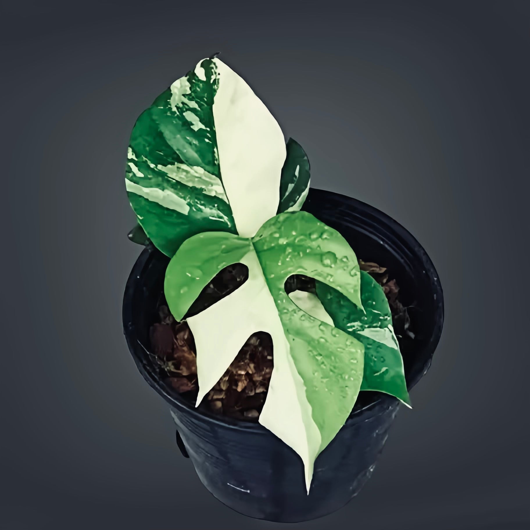 Rare Ginny Albo Variegated - Rhaphidophora