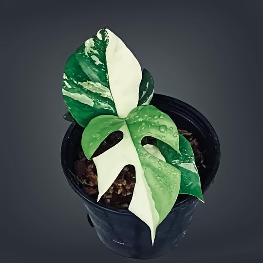 Rare Ginny Albo Variegated - Rhaphidophora