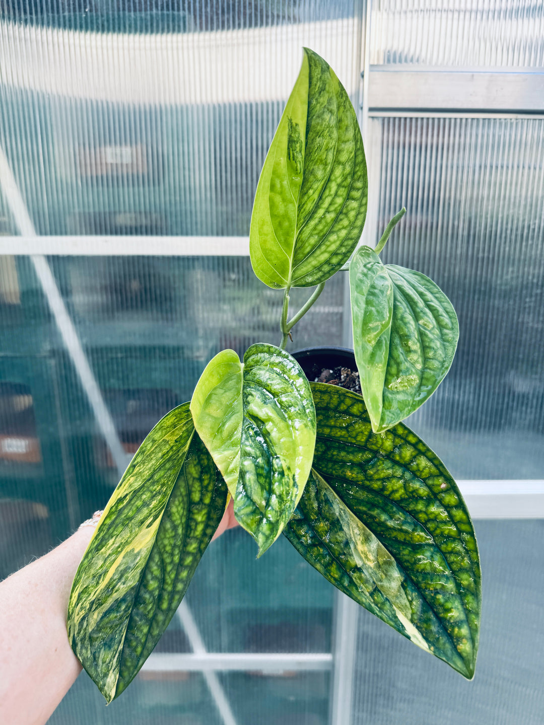 monstera variegated peru Variegated Monstera Peru – Plant Vault