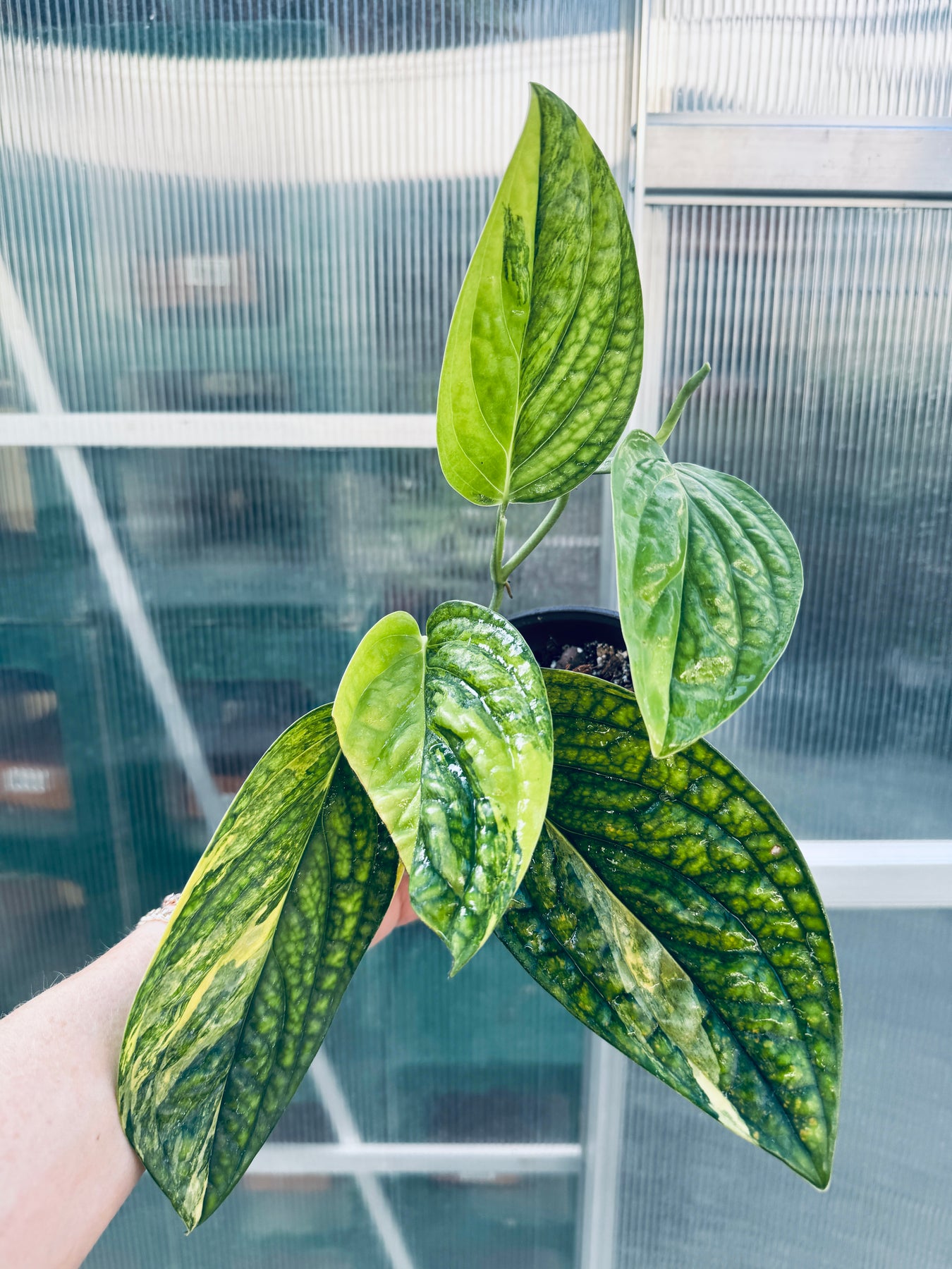 buy monstera peru Variegated Monstera Peru – Plant Vault