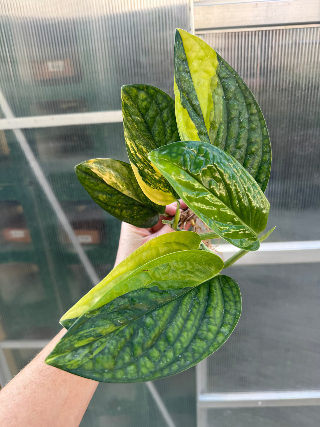 monstera peru large Variegated Monstera Peru – Plant Vault
