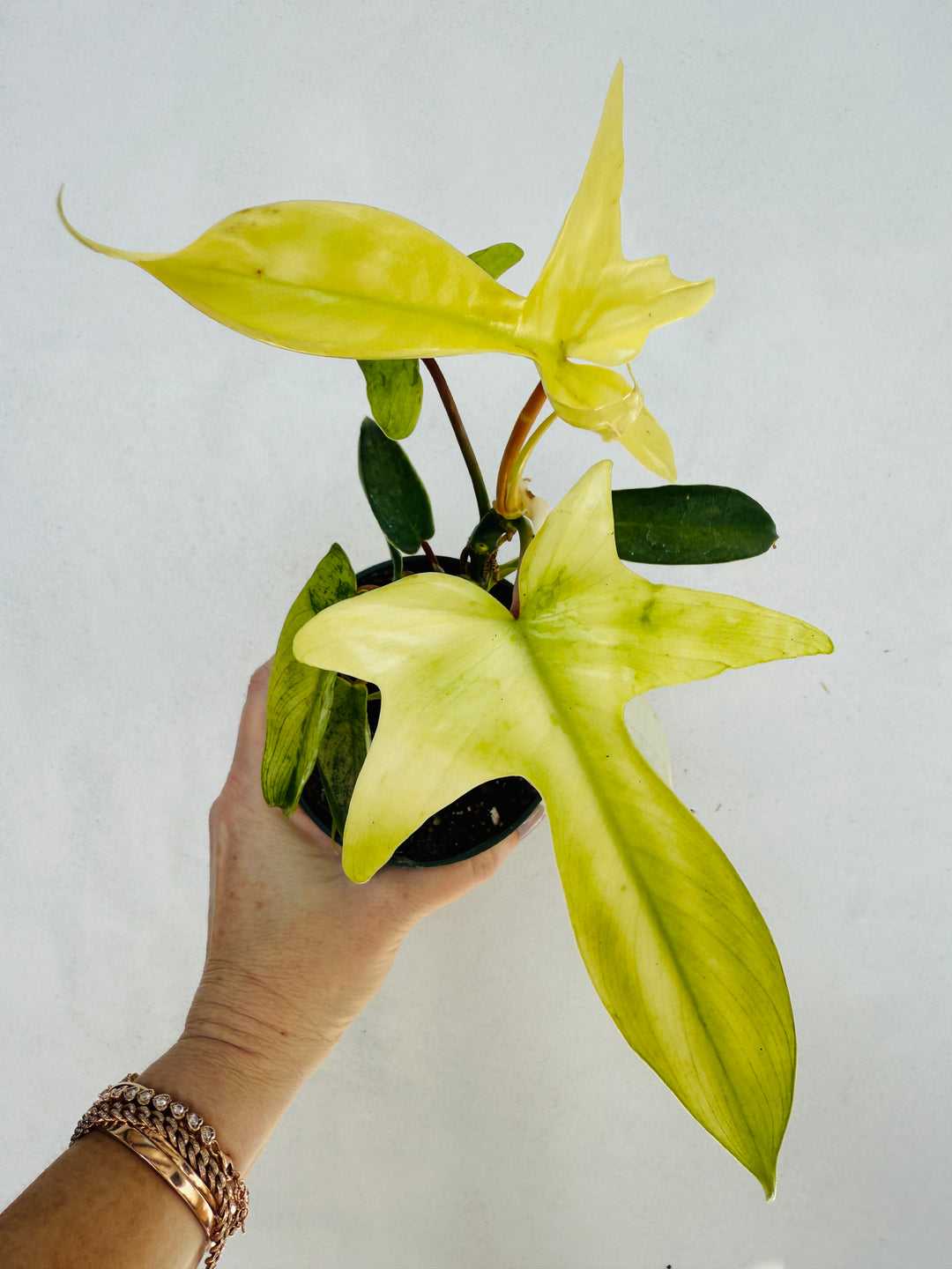 Philodendron Florida Ghost for sale