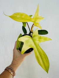 Philodendron Florida Ghost