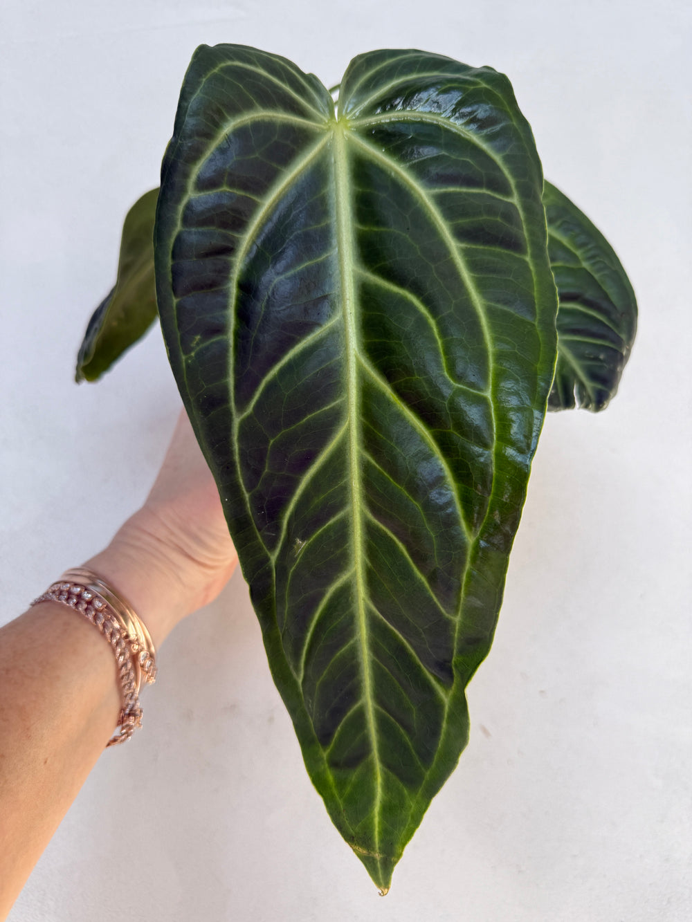 Anthurium Villenaorum for sale