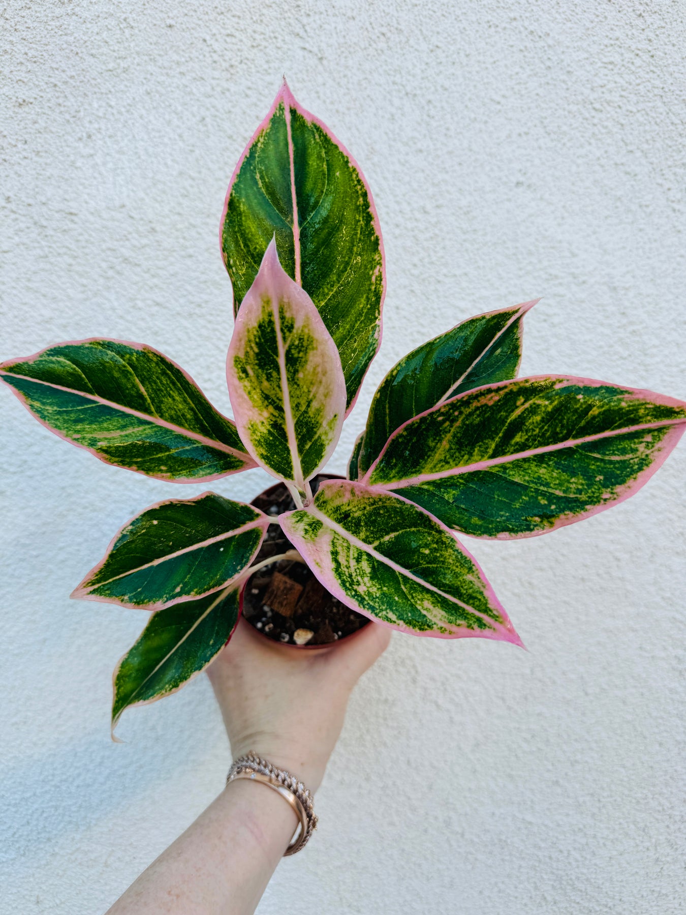 pink splash aglaonema care Blushing Pink Splash Aglaonema – Plant Vault