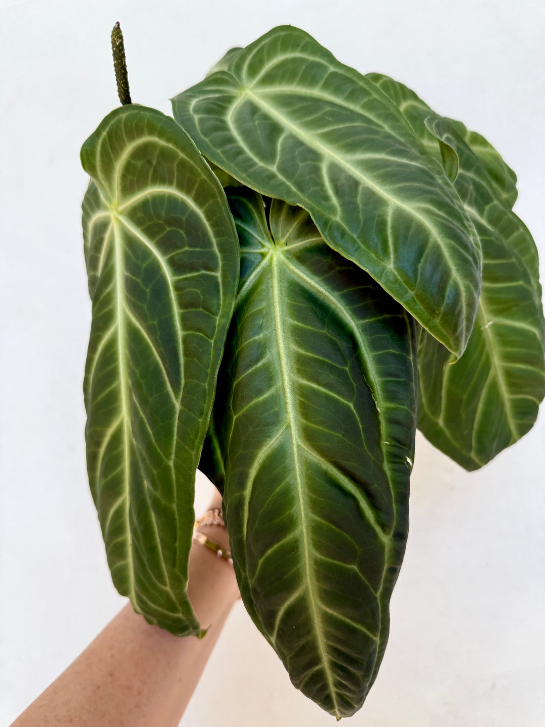 Anthurium Villenaorum