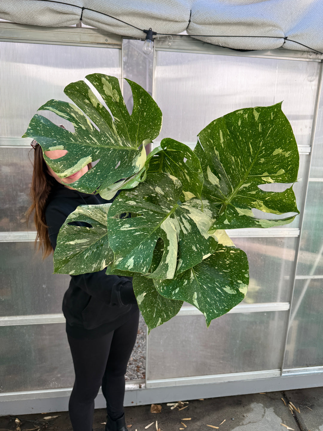monstera plant thai Monstera Thai Constellation – Plant Vault